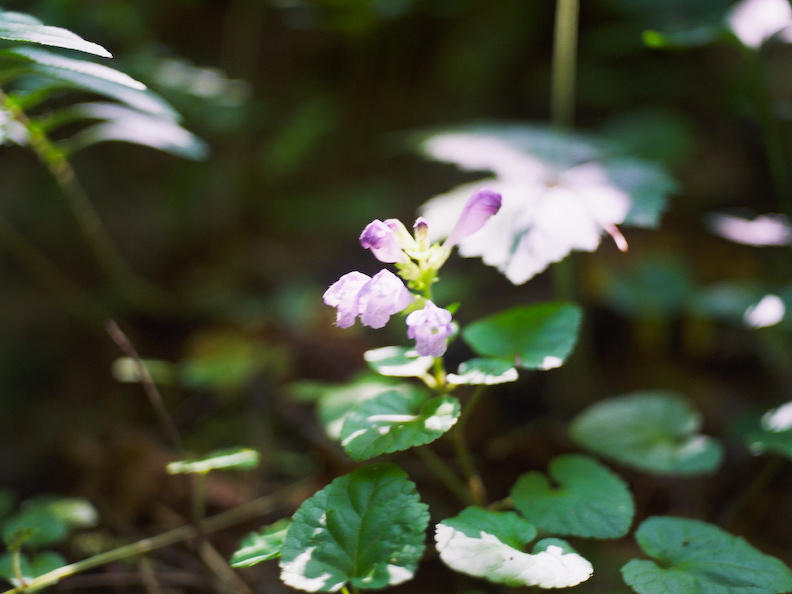 Red River Gorge, June 18, 2010